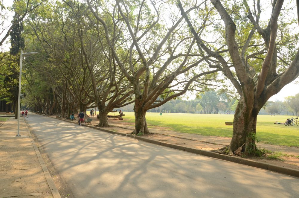 O Ibirapuera não tem paisagismo de Burle Marx, e isso quase ninguém sabe